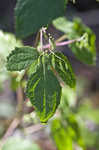 Tall rattlesnakeroot